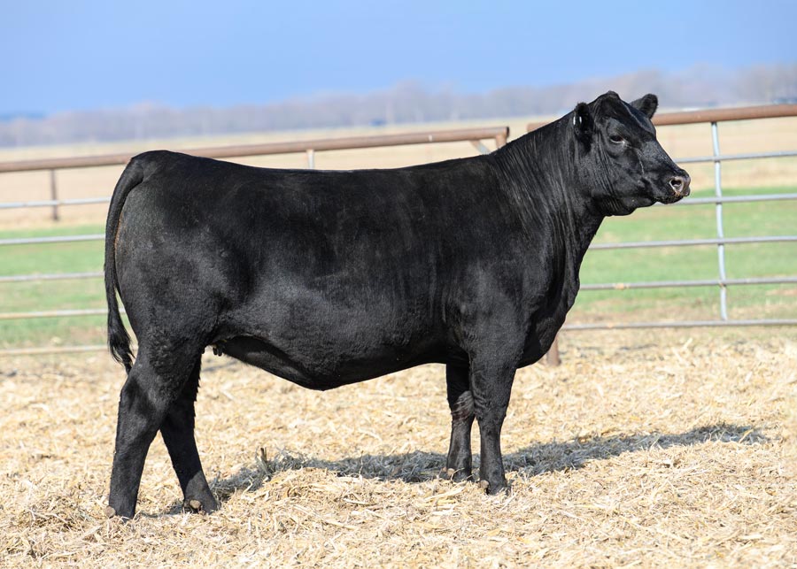 great cattle heifer in lot